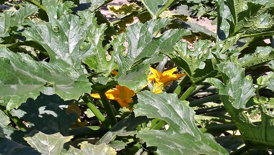 calabacines micorrizados x