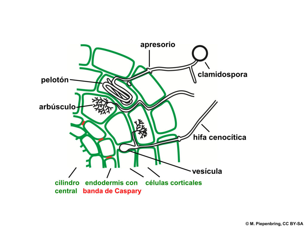 c a micorriza arbuscular Glomeromycota M Piepenbring