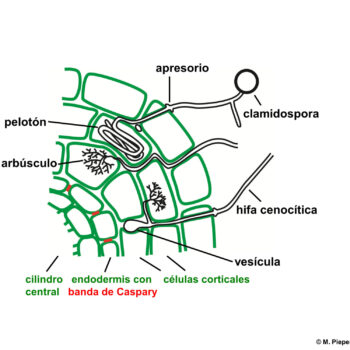 c a micorriza arbuscular Glomeromycota M Piepenbring