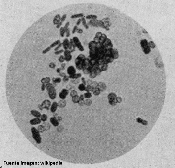 Azotobacter