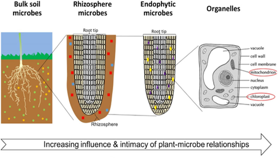 bulk soil microbes