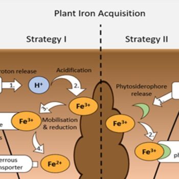 plan iron