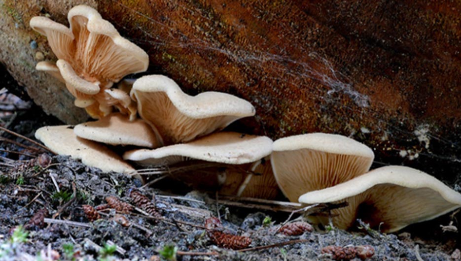 carnivoros