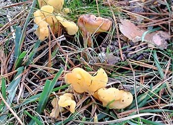 hongos